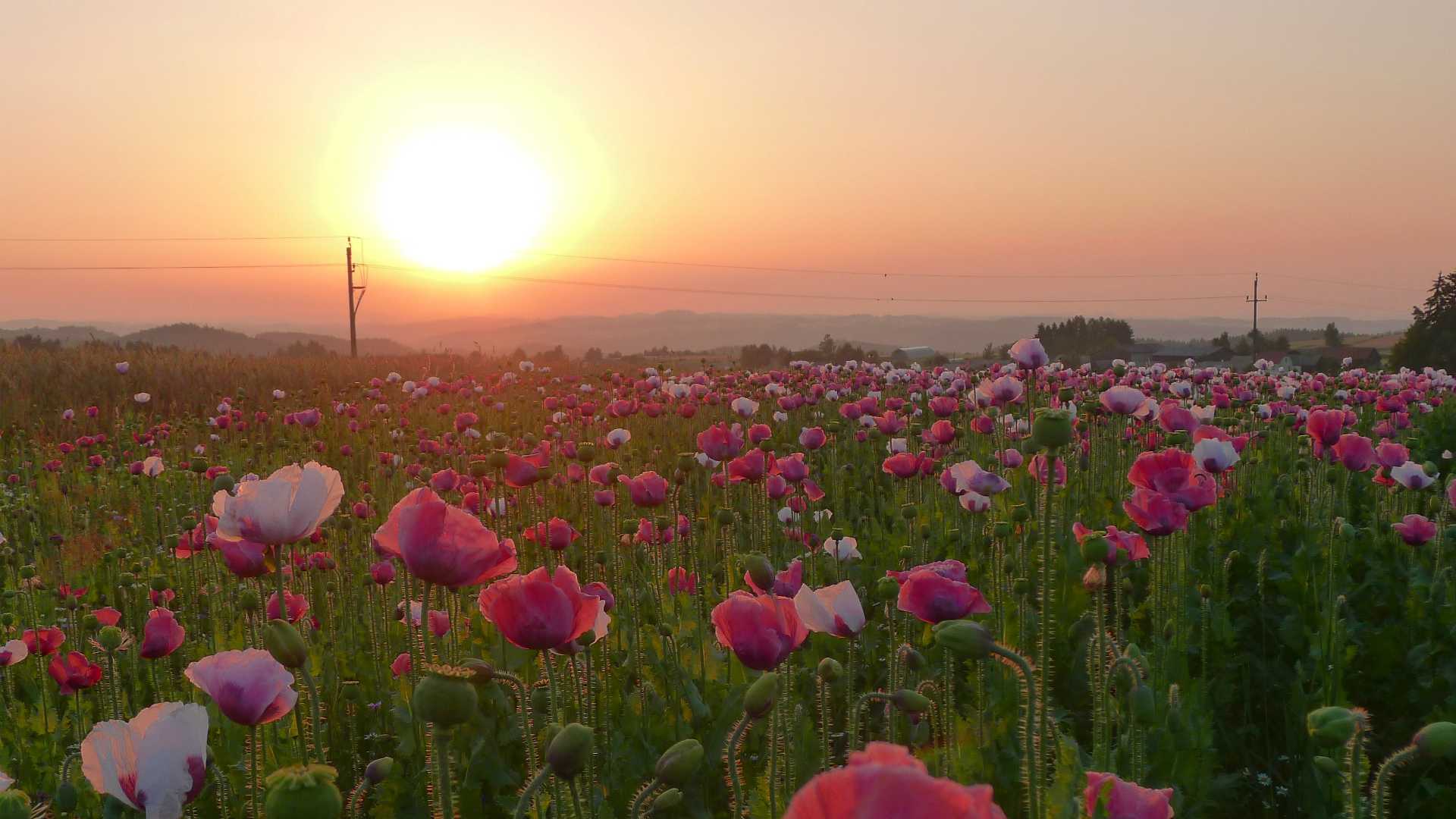 sunset over a field of flowers