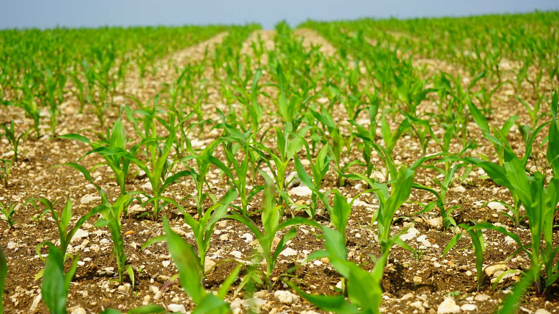 corn growing in fields