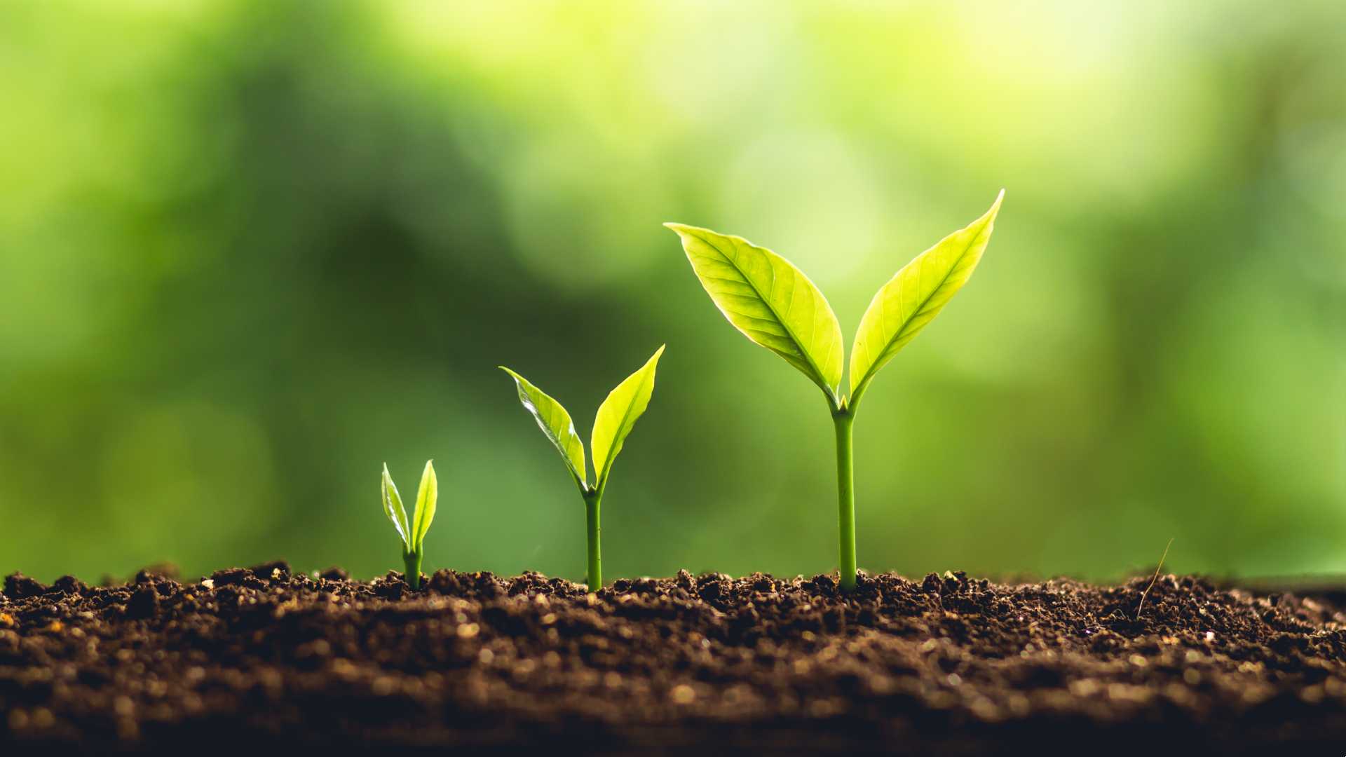 Soil and three growing, sprouting plants