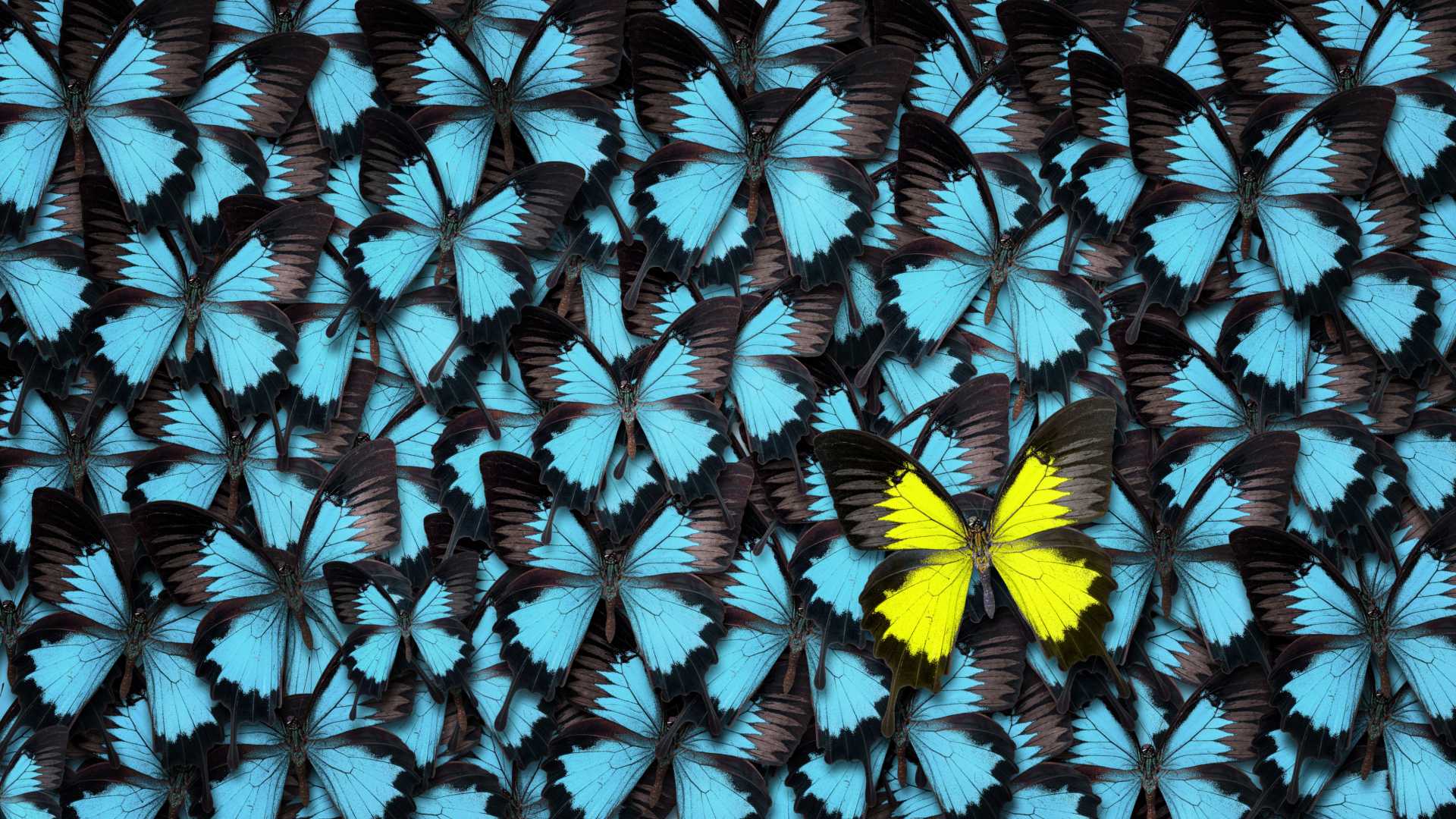 High angle view of a yellow butterfly over many blue ones